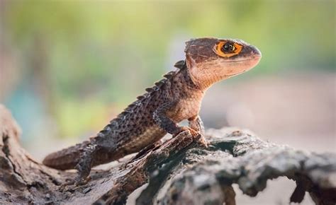 Red-Eyed Crocodile Skink Care, Habitat, & Diet Guide for Pet Owners