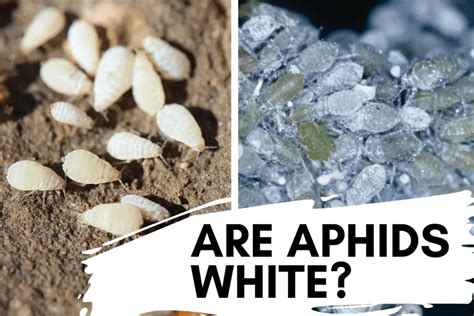 Are Aphids White? How to Spot and Get Rid of White Aphids – Backyard ...