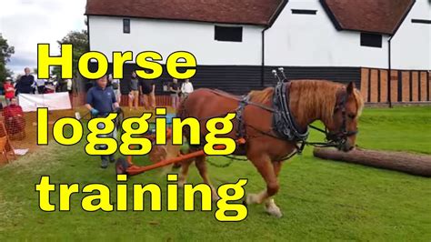 Horse logging training for working horses uk - YouTube