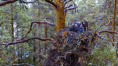 Honey Buzzard nest 13.8.2019 Kemijärvi | Olli-Pekka Karlin | Flickr