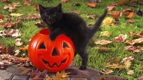 Cute Black Cat Halloween Wallpapers - Top Free Cute Black Cat Halloween ...