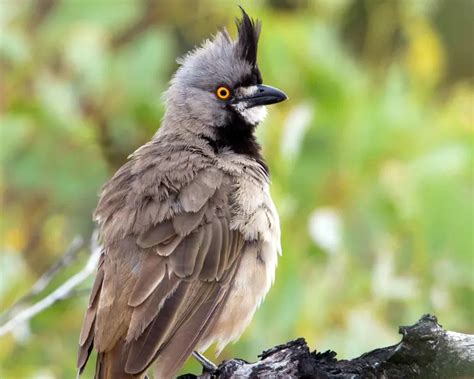 Crested Bellbird | Zoopedia Wiki | Fandom