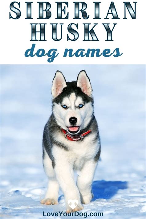 Siberian Husky Dog Names: 200 Different Male & Female Names in 2021 ...