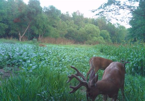 Whitetail Food Plots Get it right "From the Beginning"