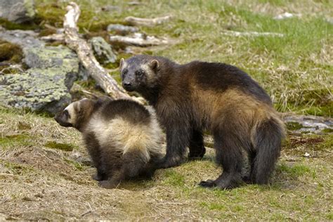 Connecting fragmented wolverine habitat is essential for their conservation