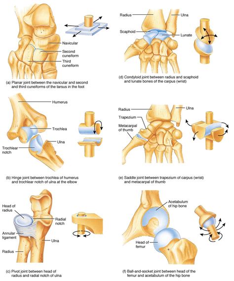 30 HD What Are Examples Of Pivot Joints - insectza