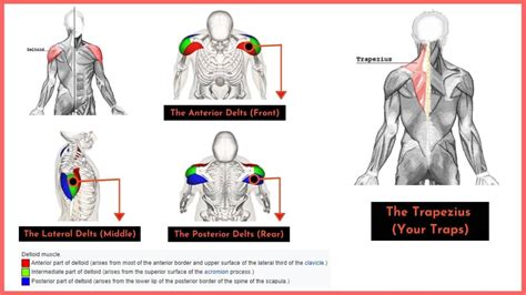 3 AWESOME Resistance Band Shoulder Workouts – Fitbod