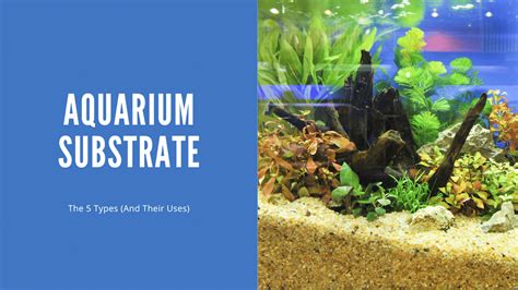 All About Aquarium Substrates (The 5 Types Explained) - AquariumStoreDepot