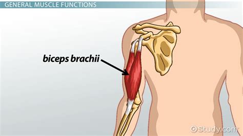 Biceps Brachii Muscle | Anatomy, Function & Location - Lesson | Study.com