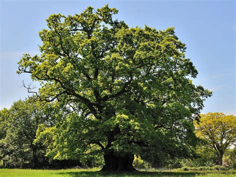 Hundreds of previously undiscovered ancient oak trees found in English ...