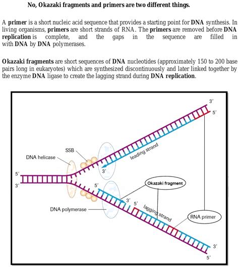 is okazaki fragment and primer the same