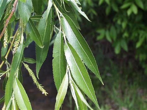 Black Willow (Salix nigra) - Great Plains Nursery