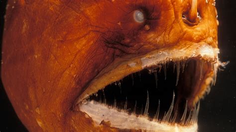 Anglerfish | National Geographic