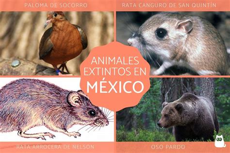 18 animales EXTINTOS en México y por qué se extinguieron