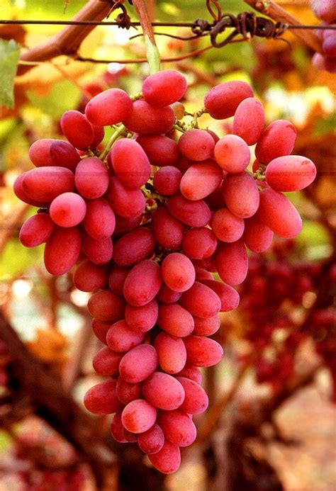 a bunch of red grapes hanging from a vine