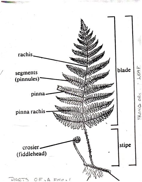 Fern Glossary — Fancy Fronds Nursery