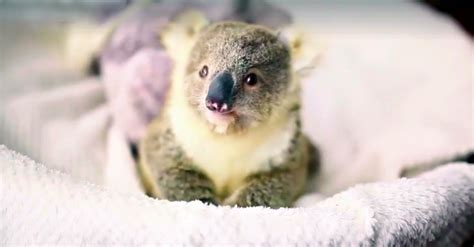 A Baby Koala Having A Snack – All You Need To Make It Through Today ...