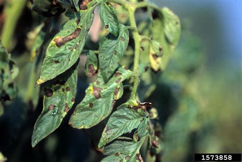 Early Blight of Tomatoes | University of Maryland Extension