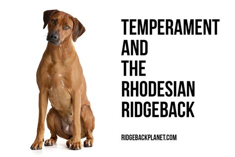 Understanding the Temperament of the Rhodesian Ridgeback