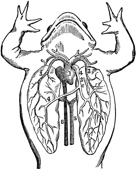 Amphibian Heart Diagram