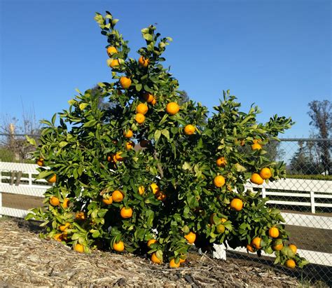 gold nugget mandarin tree - Greg Alder's Yard Posts: Food Gardening in ...