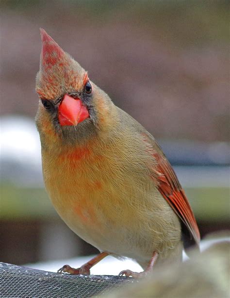 Female Cardinal - Birds and Blooms