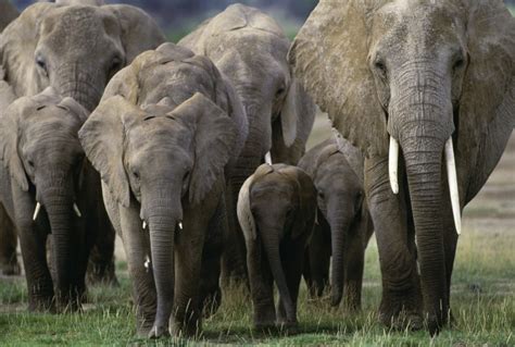 African Elephant Herd, Amboseli National Park, Kenya - Art Wolfe