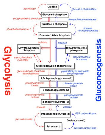 Glycolysis Steps With Enzymes