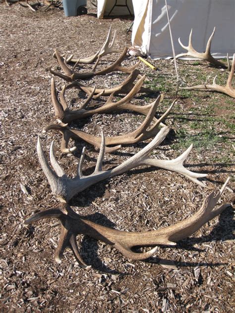 2014 Shed Antlerfest!!! See GIANT antlers! - ARIZONA ANTLER ADDICTION