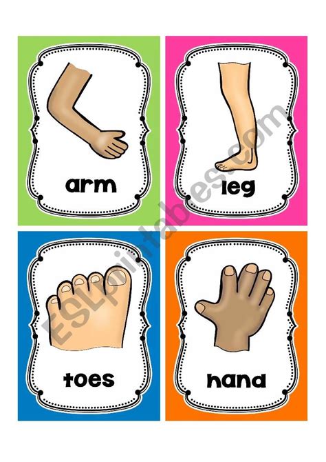 Parts Of The Body Flashcards Free Printable Flashcards | The Best Porn ...