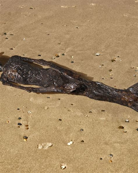 Mud Mermaids Were Allegedly Spotted in Ohio River - Exemplore News