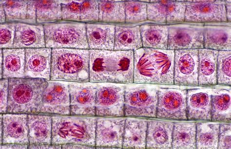 Comparison Between Mitosis and Meiosis Processes