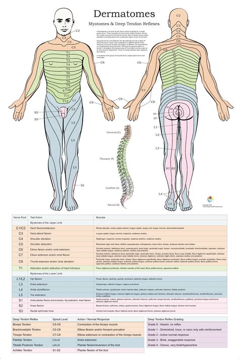 Dermatomes, Myotomes and DTR Poster 24 X 36 Chiropractic Medical Chart ...