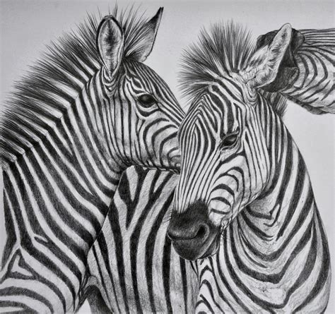 Wild Animals Pictures Drawing