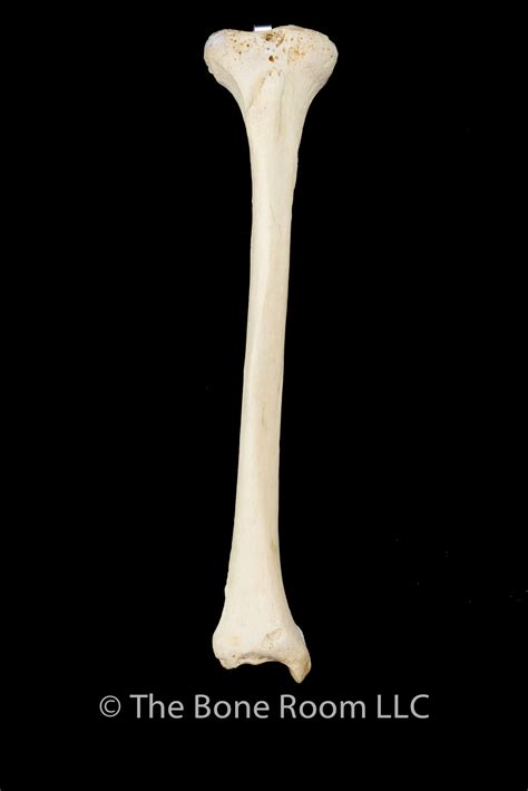 Human Tibia