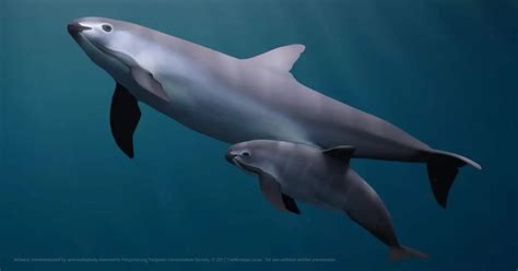 The Eco Inquirer: Endangered Species: Vaquita