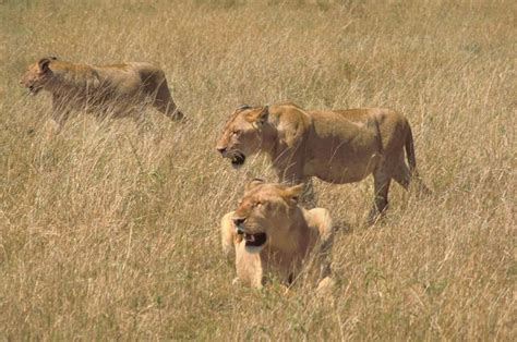 Free picture: African, lions, hunting