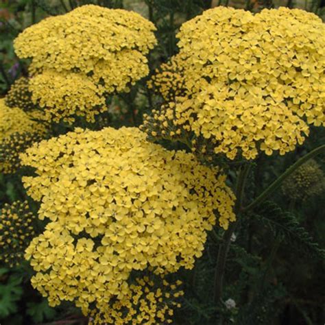 Achillea millefolium - varieties compared - Dorset Perennials