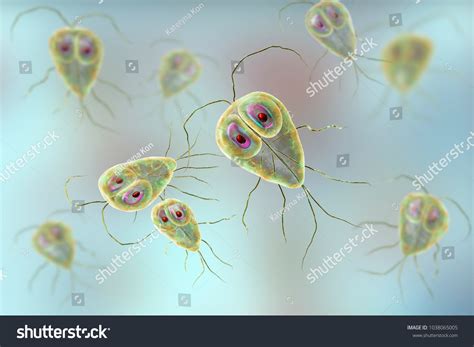 205 Giardia lamblia Bilder, Stockfotos und Vektorgrafiken | Shutterstock