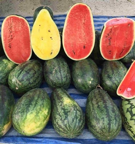 Watermelon Varieties - Understanding the Different Types of Watermelons