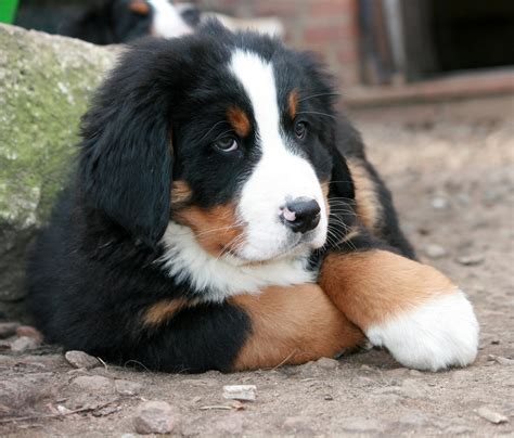 27+ Best Bernese Mountain Dog Breeders Photo - Bleumoonproductions