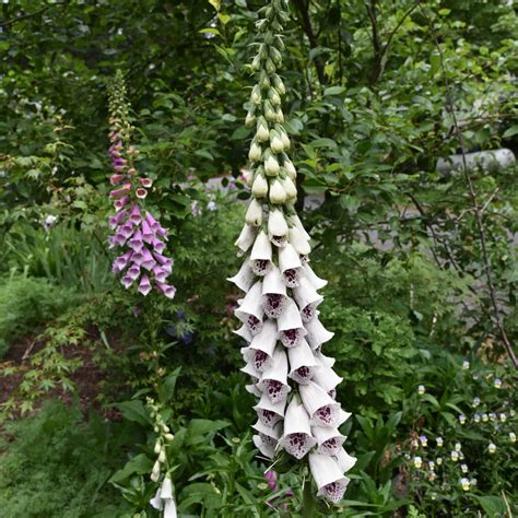 Foxglove Seed saving and direct sowing! - Flower Patch Farmhouse