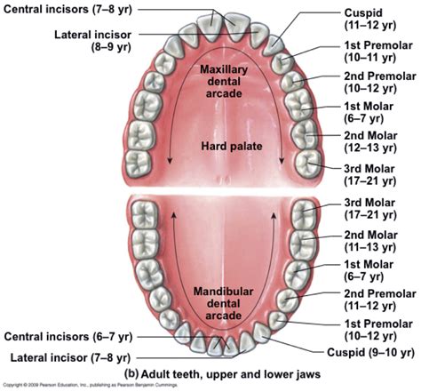 Mouth Teeth Name in Human - coordstudenti