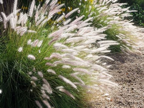 Varieties Of Fountain Grass: Popular Types Of Fountain Grass To Grow