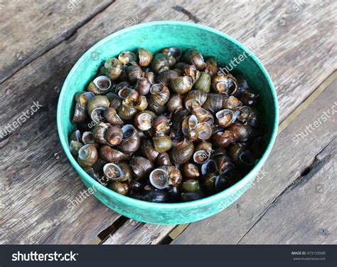 151 Common periwinkle snail Images, Stock Photos & Vectors | Shutterstock