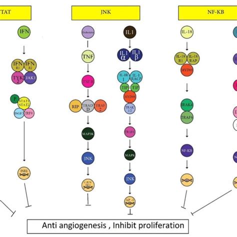 | The angiogenesis-inducing factors which induce cell angiogenesis ...