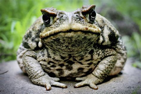 'Please Refrain From Licking' DMT Toads, National Park Service Pleads ...