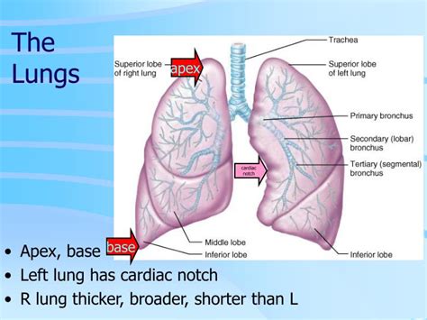 Apex Anatomy - Anatomy Reading Source