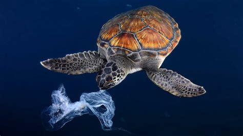 Turtle Plastic Pollution