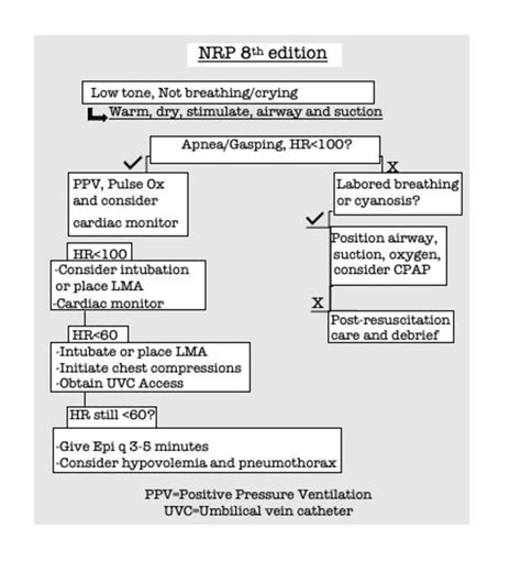 NRP Badge Buddy Neonatal Resuscitation Program 8th Edition - Etsy